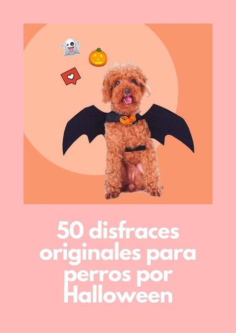 Avisada estás: con estos disfraces tan 'cool' tu perro te robará el protagonismo... Teddy Bear, Halloween, Animals