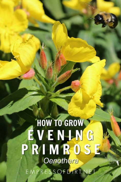 How to grow evening primrose (Oenothera) in your home garden. #growingtips #gardening Evening Primrose Seeds, Evening Primrose Plant, Primroses Flower, Gardening Notebook, Primrose Plant, Primrose Flower, Medicinal Garden, Smart Garden, Lawn Edging