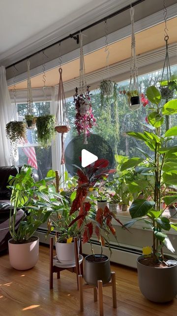 South Facing Living Room, Easy Care Houseplants, Plant Window, Plant Room, West Bay, Big Plants, Room With Plants, Pretty Plants, Small Plants