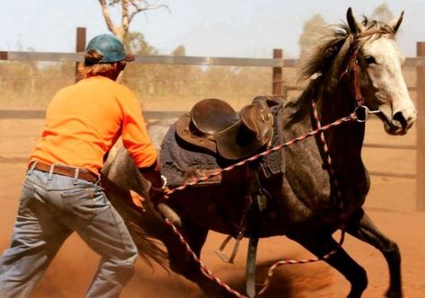 Breaking a horse means training a horse to ride. The word “breaking” initially means breaking horses wild spirit, but it has changed and evolved over the years. The training includes simple tasks such as putting a saddle, a bridle, or carrying a rider obediently. The trainer will take instructions for the horse like steering, stopping, […] The post Breaking A Horse: Stages, When, How Long, How to & Cost? appeared first on Horse is Love. Saddle Breaking A Horse, Horse Desensitizing, Breaking Horses, Breaking A Horse, Horse Things, Riding Lessons, Baby Horses, Horse Health, Wild Spirit