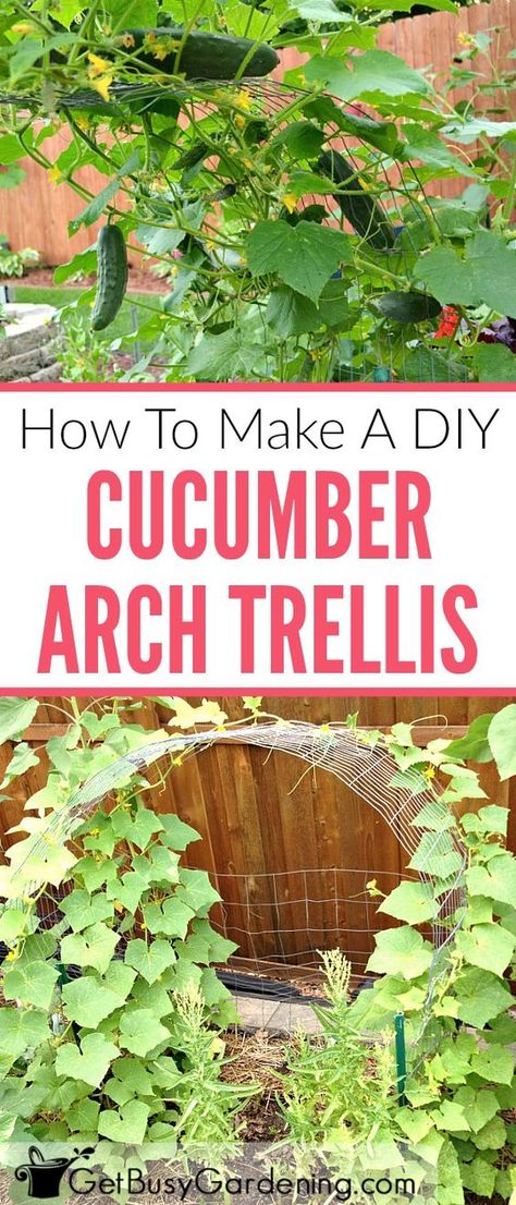 Growing cucumbers on a trellis saves space in the garden, and makes harvesting a breeze. Follow this step-by-step tutorial to make your own simple arch cucumber trellis. Cucumber Arch Trellis, Cucumber Trellis Diy, Bean Trellis, Grape Trellis, Tomato Trellis, Garden Arch Trellis, Cucumber Trellis, Diy Garden Trellis, Arch Trellis