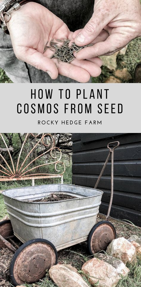 How To Plant Cosmos From Seeds - Rocky Hedge Farm Shape Of The Universe, Easiest Flowers To Grow, Cut Garden, Cosmos Flowers, Black Holes, Cut Flower Garden, Annual Flowers, Growing Seeds, Perennial Garden