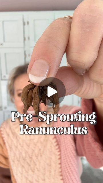 Tracy Crosland on Instagram: "👇Things to keep in mind for ranunculus 🌸:⁣ ⁣ (I’m not a professional! If I can do it, so can you! 🙌 This isn’t rocket science. 🚀 Comment “pro” for links to the ranunculus supplies I use!)⁣ ⁣ 🌸Start presprouting your ranunculus corms 8-10 weeks before your last frost date. My frost date is April 15th so my ideal time to start is the first of February. I started mine a bit early to show you so you can get to your corms and supplies in time!⁣ ⁣ 🌸Ranunculus corms need temps to be cool while they are presprouting so store in an unheated garage or shed. Maybe 50-60 degrees⁣ ⁣ 🌸Soil shouldn’t dry out on your ranunculus corms but don’t water the soil. You don’t want the corms to rot. Just spritz the soil with a water sprayer. I halfway covered mine with the pla Ranunculus Garden, Plant Friends, Water Sprayer, Flower Bulbs, Flower Gardening, Rocket Science, 60 Degrees, Bulb Flowers, Be Cool