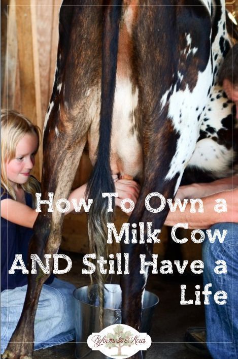 One of the most common deterrents to owning a family dairy cow (or goat) on the homestead is the notion that you'll be tied down twice a day milking, but is that really true? Here's how to milk a cow AND still have a life! Milk A Cow, Milking A Cow, Homestead Farm, Dairy Cow, Future Farms, Homesteading Skills, Mini Farm, Living Off The Land, Dairy Cows