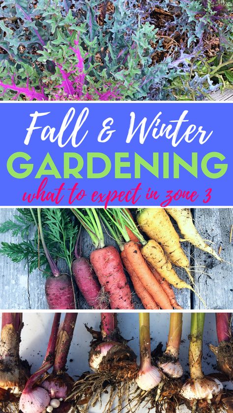 Fall and Winter Gardening in Zone 3: What you can Realistically Expect | Shifting Roots Gemüseanbau In Kübeln, Vegetable Garden Planner, Fall Gardening, Winter Gardening, Gardening Zones, Perennial Flowers, Seed Saving, Home Vegetable Garden, Container Gardening Vegetables