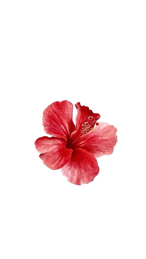 Hibiscus Flower Wallpaper Aesthetic, Flower Lockscreen, Backgrounds Instagram, Aesthetic Pin, Pretty Wallpaper Ipad, Old Paper Background, Pink Flowers Wallpaper, Cute Summer Wallpapers, Improve Gut Health