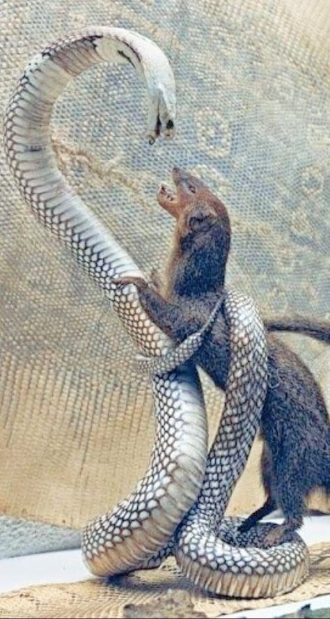 Snake And Mongoose, King Cobra Snake, Viper Snake, Snake Tattoo Design, Cobra Snake, Wild Animals Pictures, Wild Kingdom, King Cobra, Honey Badger