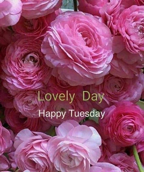 Good Morning Tuesday Wishes, Happy Tuesday Images, Happy Tuesday Morning, Tuesday Images, Tuesday Greetings, Good Morning Tuesday, Birthday Wishes Greetings, Word Poster, Good Night Flowers