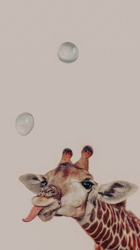 Giraffe Aesthetic Wallpaper, Giraffe Wallpaper Iphone, Giraffe Pics, Giraffe Aesthetic, Giraffe Background, Wallpaper Giraffe, Giraffe Wallpaper, Giraffe Pictures, Safari Wallpaper