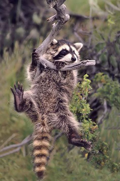 Hangin' in there! Wet Forest, Unusual Pets, Rocky Raccoon, Tattoos Nature, Cute Raccoon, Raccoon Funny, Family Pets, Unusual Animals, Racoon