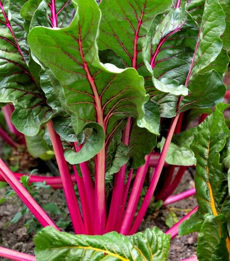 Beets Health Benefits, Beet Juice Benefits, Cashew Dip, Propagating Hydrangeas, Growing Beets, Farmers Almanac, Rabbit Eating, Old Farmers Almanac, Beet Greens