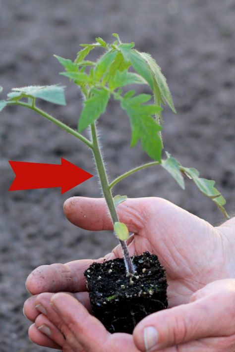 How Deep To Plant Tomato Plants - The Simple Secret To Grow Your Best Tomato Crop Ever! Tomato Pot, Perrenial Gardens Layout Front Yards, Diy Pool Steps, Diy Fly Trap, Tomato Support, Growing Tomatoes From Seed, Tools Tattoo, Gardener Aesthetic, Seedlings Indoors