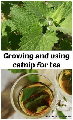 How To Grow Catnip, Grow Catnip, Catnip Tea, Growing Catnip, Ground Cherries, Catnip Plant, Squash Bugs, Medicinal Herbs Garden, Grow Vegetables