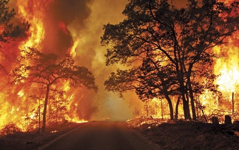 Wildfire season is heating up right now. How prepared are you?  Tips here.  #wildfire #propertyinsurance #HomeInventorySoftware #smarterhomeowner #EmergencyPreparedness Bastrop State Park, Bushfires In Australia, Shield Of Faith, California Wildfires, Australian Bush, Forest Fire, Severe Weather, Elle Decor, New South Wales