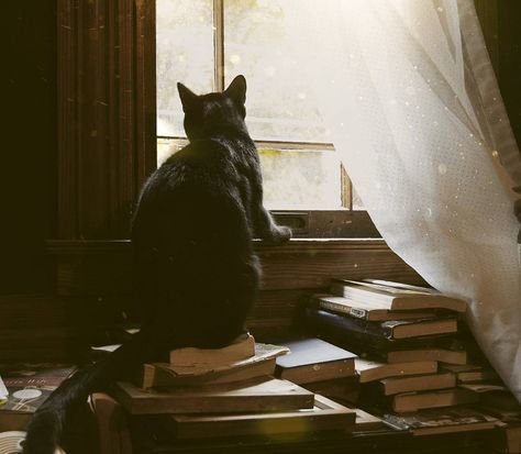 Dark Academia, Black Cat, Books, Instagram, Black