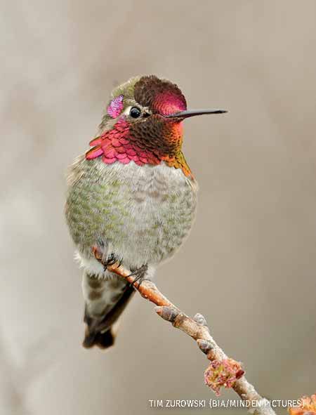 Hungry Hummers Hummingbird Photos, On The Wings Of Love, Anna's Hummingbird, Hummingbird Pictures, Hummingbird Art, Hummingbird Tattoo, Kinds Of Birds, Nature Birds, Backyard Birds