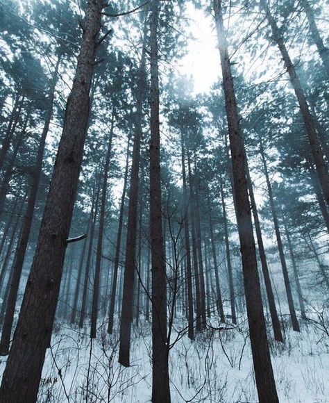 Only In Minnesota on Instagram: "Minnesota forests are so beautiful! 🤩 Thanks @wyatthilt for sharing. #minnesota #mn #landof10000lakes #snow #winter #forest #woods #nature #naturephotography #naturephotographer" Minnesota Forest, Minnesota Snow, Minnesota Winter, Snow Forest, Winter Forest, Snow Winter, Nature Photographs, Wolves, So Beautiful