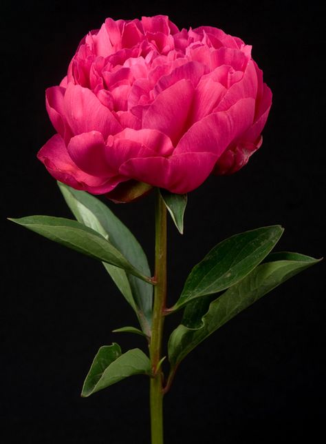 Magenta Peony.  To view our entire selection, visit us at www.starflor.com  #flowers Peony Leaves, Dutch Flowers, Hd Flowers, Rose Fushia, Peonies Garden, Wallpaper Nature Flowers, Peony Flower, Exotic Flowers, Delicate Flower