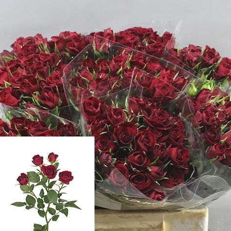 Rose Spray Rubicon Burgundy Color Scheme, Standard Roses, July Flowers, Rose Thorns, April Flowers, Rose Varieties, Flower Bucket, Florist Supplies, Flowers Delivered