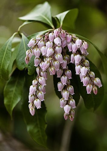 japanese-pieris-aka-japanese-andromeda  We have these, love them :) Japanese Andromeda, Andromeda Plant, Andromeda Flower, Japanese Flower Names, Japanese Anenome Flower, Japanese Stewartia Trees, Japanese Pieris, Pieris Japonica, Violet Garden