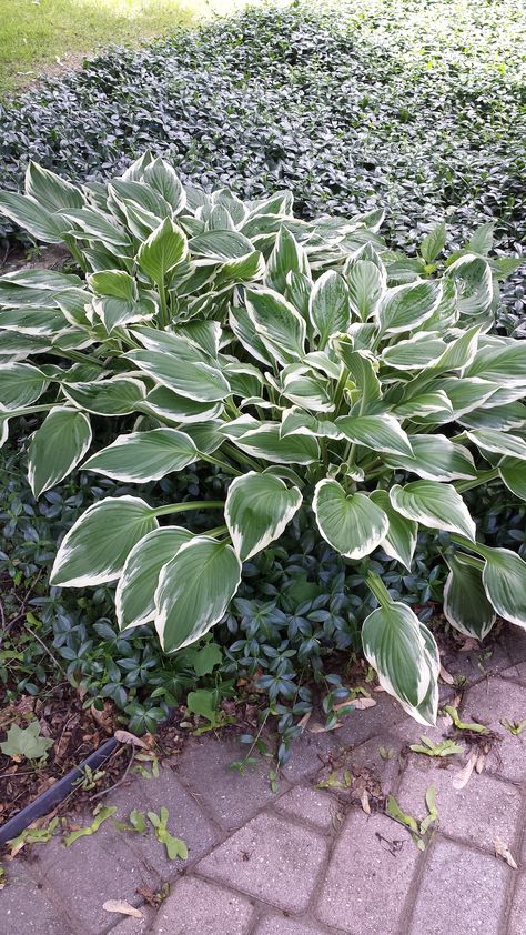 Hosta and established Periwinkle ground cover Hosta With Purple Flowers, Ground Cover Plants Shade, Regal Splendor Hosta, Periwinkle Ground Cover, Privacy Landscaping Backyard, Hosta June, Giant Hosta Varieties, Hosta Wu La La, Trees For Front Yard