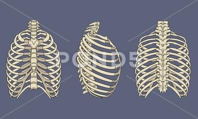 Human Rib Cage Skeletal Anatomy Pack Stock Illustration #AD ,#Cage#Skeletal#Human#Rib Drawing Ideas Skeleton, Rib Cage Drawing, Rib Cage Anatomy, Skeletal Anatomy, Human Ribs, Human Rib Cage, Skeleton Rib Cage, Human Skeleton Anatomy, Skeleton Anatomy