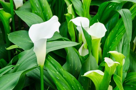 Types Of Lillies, Lilies Garden, Different Types Of Lilies, Lilly Plants, Types Of Lilies, Flowers To Plant, Lily Garden, Lily Plants, Sore Eyes