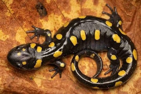 Salamander Spotted Salamander, Salamanders, Living Art, Tree Frogs, Arte Fantasy, Newt, Animal Skin, Amphibians, Beautiful Creatures