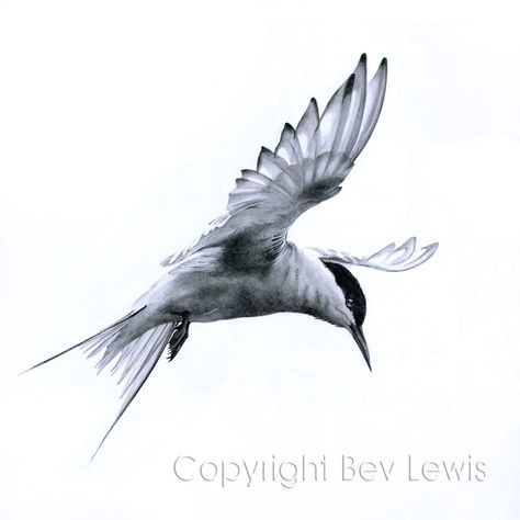 Flight-Arctic Tern. Graphite pencil. www.bevs.animal.portraits.co.uk Tern Tattoo, Pencil Drawings Of Birds, Drawings Of Birds, Bird Swallow, Bird Tattoo Sleeves, National Geographic Photography, Arctic Tern, Stippling Art, Water Birds