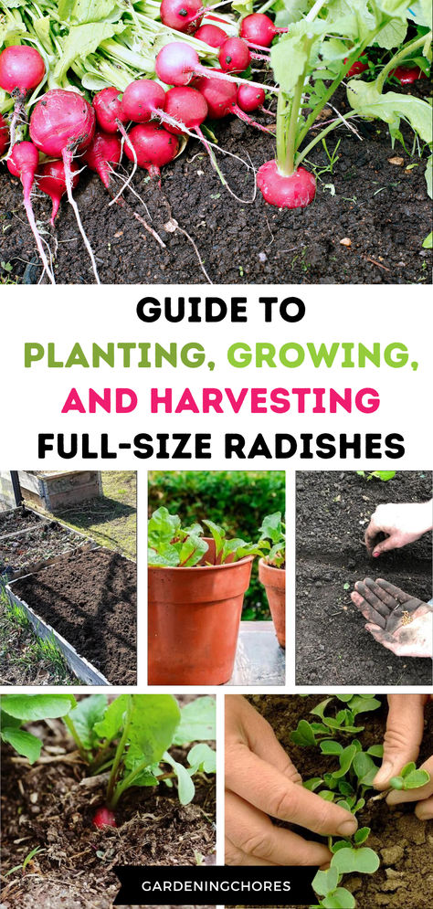 How to Plant, Grow and Harvest Full Size Radishes In Your Garden: From Tiny Seeds to Tasty Roots Planting Radishes From Seed, How To Grow Radishes From Seeds, Growing Radishes From Seed, Planting Radishes, Plant Advice, Growing Radishes, Growing Carrots, Vegetable Harvest, Backyard Gardening