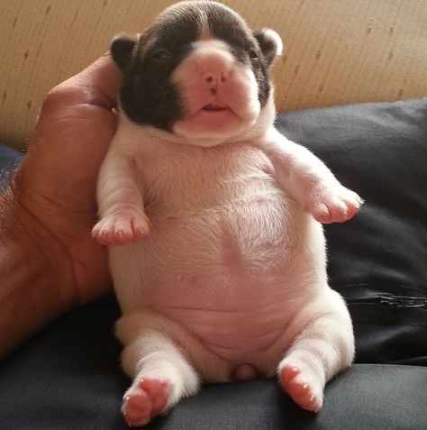 Chubby, borderline obese, wrinkly puppies: Newborn French Bulldog, Baby Frenchie, Puppy Belly, Fat Puppies, Baby Bulldogs, Cute Puppy Photos, Chubby Puppies, Baby French Bulldog, Baby Bulldog