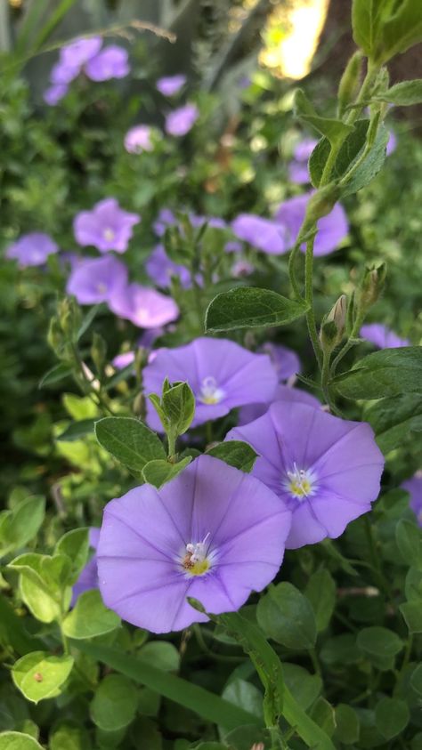 Pictured at San Diego Zoo, (blue rock bindweed, ground-blue convolvulus, convolvulus sabatius) Convolvulus Sabatius, Blue Rock, San Diego Zoo, Morning Glory, Botany, San Diego, Plants, Flowers, Blue