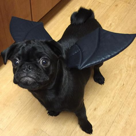 Pug Halloween Costumes, Bat Costume, Patchwork Sleeve, Black Pug, Halloween Bats, Halloween Outfits, Aesthetic Art, Pug, French Bulldog