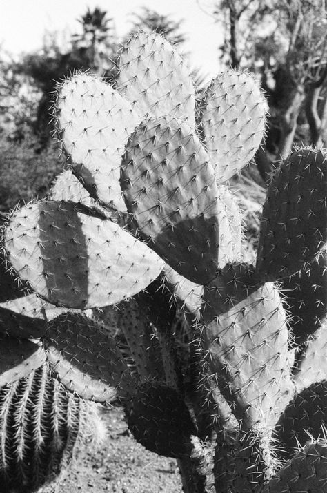 Huntington Gardens, 3 | brian ferry Desert Grunge, Cactus Photography, Photorealism, American West, White Image, Artwork For Sale, Original Fine Art, Artist Studio, Sale Artwork