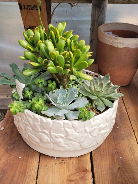 Succulent Container Ideas, Succulent Containers, Container Ideas, Succulents In Containers, Landscape Ideas, Succulent, Cactus