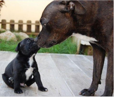 How to Introduce a New Puppy to an Older Dog | PetHelpful Italian Mastiff, Staffy Dog, Pet Blog, Staffordshire Bull Terrier, American Pit, Older Dogs, American Pitbull Terrier, Red Nose, Pet Life