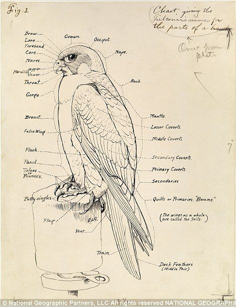 Animal Diagram, Bird Diagram, Zoology Drawings, Birds Illustration Drawing, Birds Anatomy, Hawk Anatomy, Hawk Sketch, Bird Anatomy Drawing Study, Bird Scientific Illustration