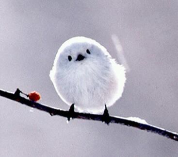 Sorte de moineau japonais. Ressemble à une petite boule de neige :) Round Bird, Tiny Bird, White Bird, Pretty Birds, Bird Photo, Colorful Birds, Cute Birds, Little Birds, Cute Creatures