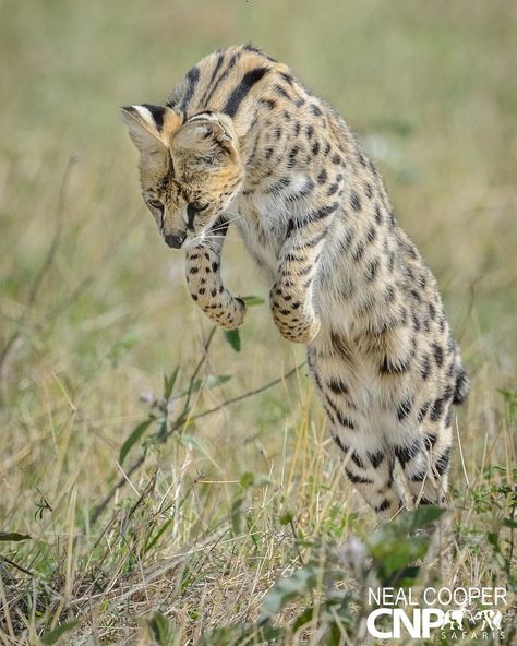 Serval Cat - www.coopernaturephotos.com #prints #wildlifeprints #africa #bestoftheday #exclusive_nature #exclusive_wildlife… Serval Cat, Serval Cats, Herding Cats, Cat Brain, Cat Halloween Costume, Warrior Cats Art, Cat Pose, Cats For Sale, Wild Creatures