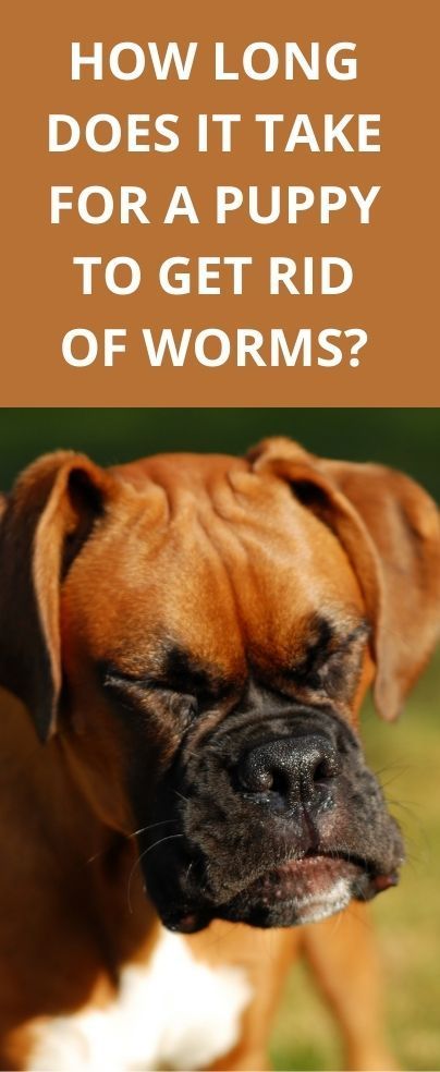 Types Of Worms, Worms In Dogs, Decrease Appetite, Lab Puppy, Puppy Mills, Types Of Dogs, Dog Eating, A Puppy, Pet Store