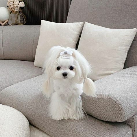 Maltese Long Hair, Maltese Dogs Haircuts, Maltipoo Dog, Long Haired Dogs, Dog Haircuts, Maltese Puppies, Dream Dog, Maltese Puppy