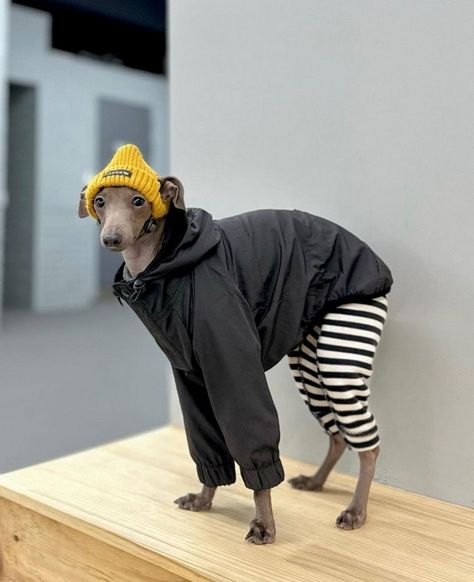 italian greyhound pros and cons Italian Greyhound Outfits, Greyhound Clothes, Italian Greyhound Clothes, Italian Greyhound Dog, Pet Ducks, Dog Clothes Diy, Dog Winter Clothes, Whippet Dog, Clothing Shops