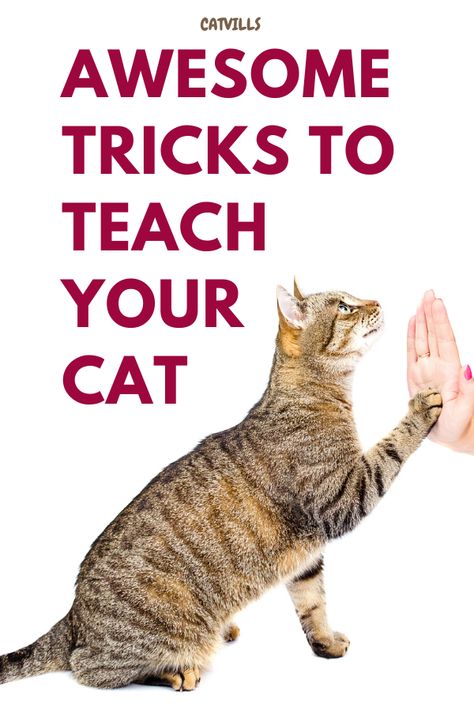 Are you looking for ways to entertain your pet kitty and give them something new to learn? CatVills.com has five awesome tricks you can teach your feline friend in no time, guaranteed to give them enrichment and keep them active! Whether you want to teach your cat to shake hands, play fetch, or navigate a simple obstacle course, CatVills.com has all the tips and tricks you need to help your cat become the smartest feline around. Cat Petting Chart, Tricks To Teach Your Cat, Cat Training Tips, Cat Owner Hacks, Cat Training Tricks, Cat Tricks, Cat Enrichment, Cat Communication, Cat Tips