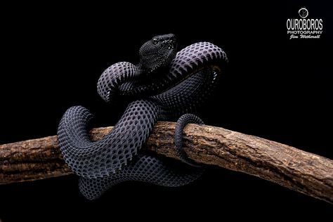 Mangrove Viper (Trimeresurus purpureomaculatus) | by Ouroboros Photography Black Viper Snake, Viper Snake, Pit Viper, Snake Charmer, Snake Art, Animal Paintings, Animal Kingdom, Animal Photography, Reptiles