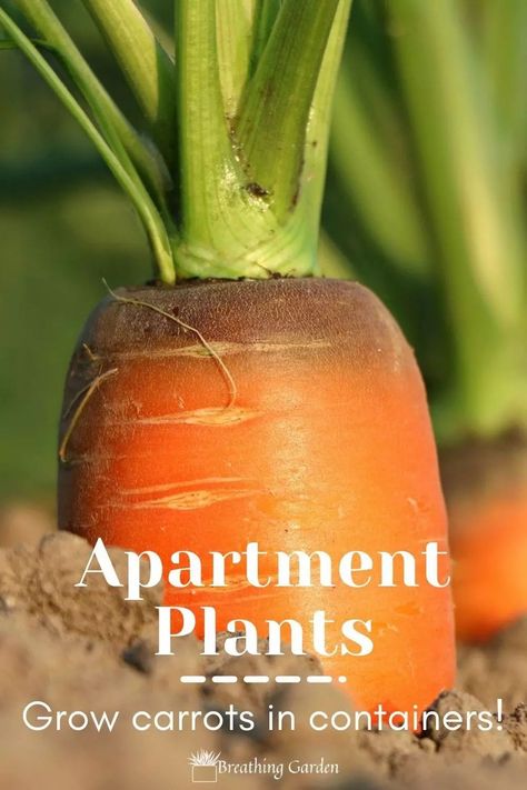 Growing Carrots Indoors, Growing Carrots In Containers, Growing Strawberries Indoors, Repotting Succulents, Carrot Varieties, Grow Carrots, Growing Your Own Food, Growing Onions, Growing Carrots