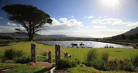 Cape Point Vineyards Cape Point Vineyards, Tick List, Cape Point, Picnic Spot, South Africa Travel, Green Shades, Travel South, Paradise On Earth, Western Cape