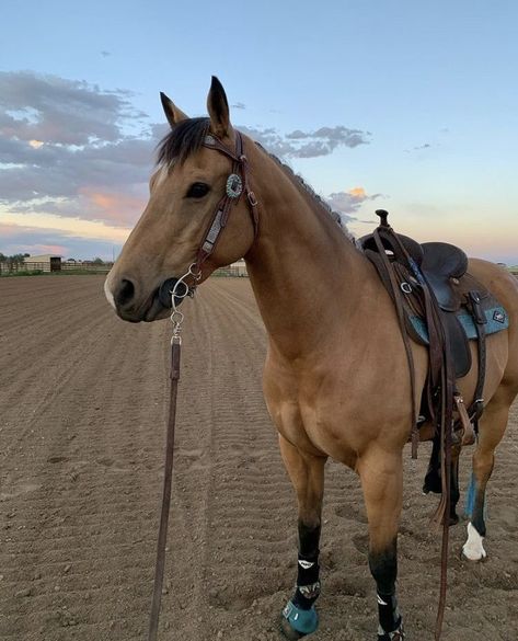 Horse Back Riding Aesthetic Western, Barrel Racing Horses Pictures, Horses English, Horse Tack Western, Mr Peanutbutter, Roping Horse, Western Horse Riding, Horse Riding Aesthetic, Buckskin Horse