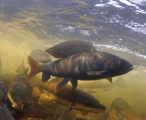 Glorious Arctic Grayling | by Fish as art Arctic Grayling, Grayling Fish, Underwater House, Fly Fishing Art, Fishing Art, Fishing Photography, Deep Sea Creatures, Watercolor Subjects, Brown Trout