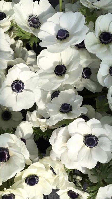 Flores Wallpaper, Carnation Plants, White Anemone Flower, White Anemone, Flowers For Sale, Popular Flowers, Floating Flowers, Anemone Flower, Flower Therapy