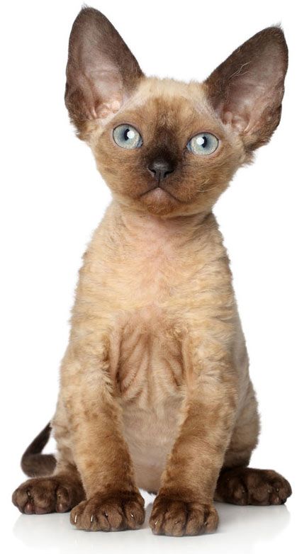 Why oh why can't I find a kitty like this? Brown Devon Rex Cats, Devon Rex Kittens, Curly Cat, Most Popular Cat Breeds, Popular Cat Breeds, Devon Rex Cats, Cat Language, Cornish Rex, Tiny Cats